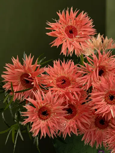 Bliss-2531.webp
