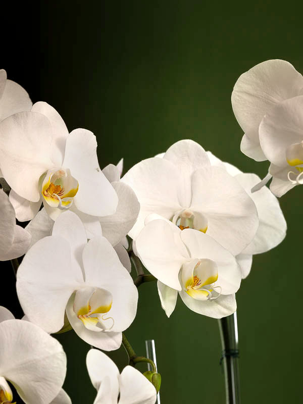 white-orchid-gold-pot