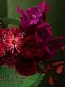 EUSTOMA-PURPLE HYDRANGEA-PINK ROSES-HYPERICUM-MINI BLISS RECTANGLE BOX