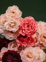 PINK ROSES-RED ORCHID-RED GERBERA-MINI BLISS OVAL BOX