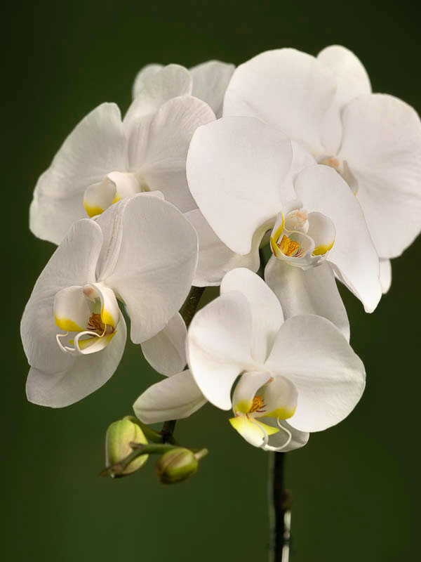 ninetythree-white-orchid-gold-pot