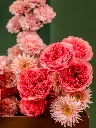 PINK GRAPEFRUIT - WHITE