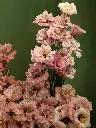 Bliss-2741.webp