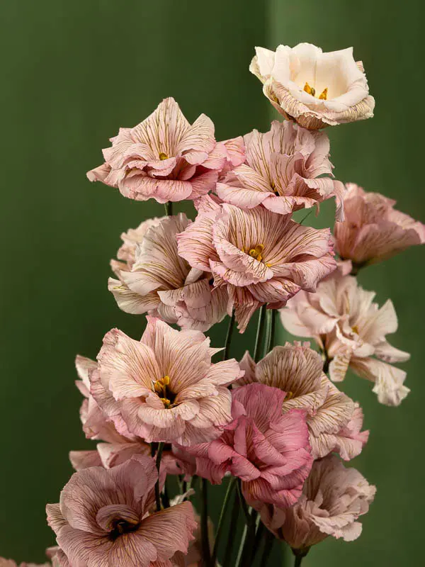 Bliss-2743.webp
