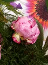 NORMANDY APPLE TART (2).webp