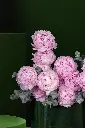 P1.webp