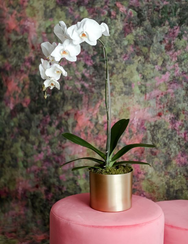 white phalaenopsis in gold pot