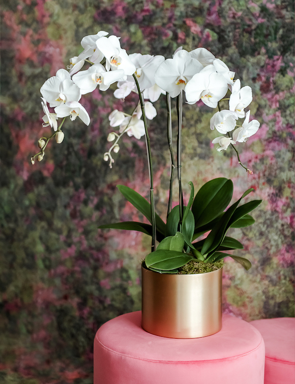 white phalaenopsis in gold pot